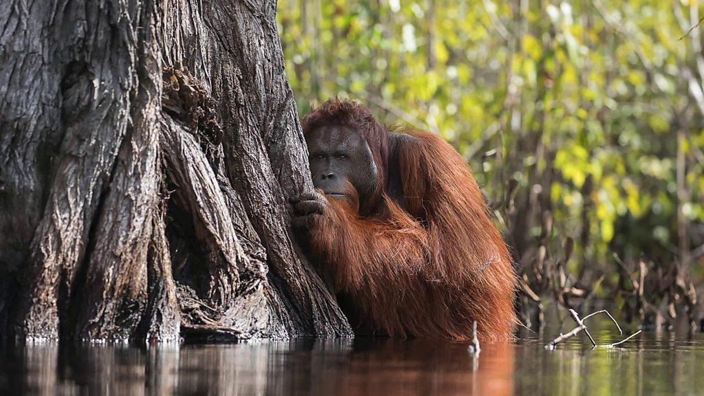 Orangutan in Borneo