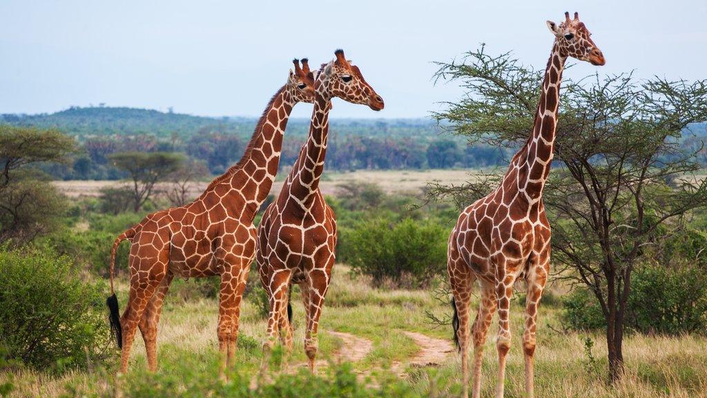 giraffes