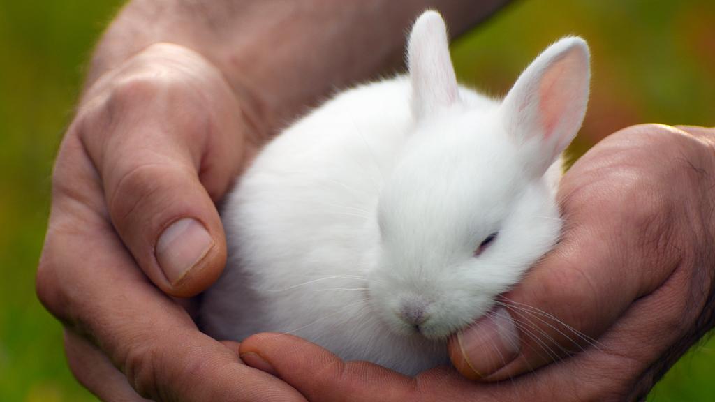 A white bunny in the safe hands of its owner.