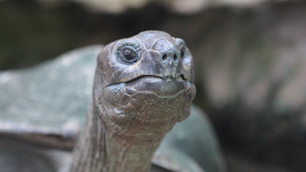 Giant tortoise called Biggie