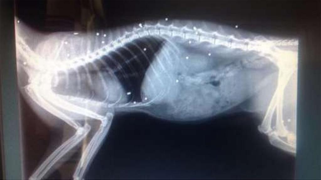 Cat X-ray