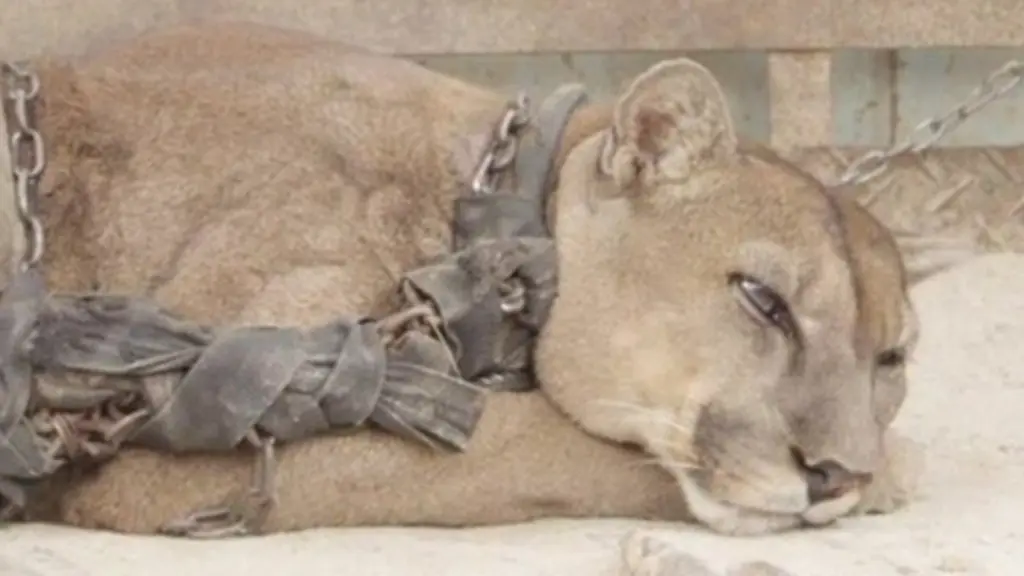 New life for chained up lion at reserve in Amazon rainforest ...