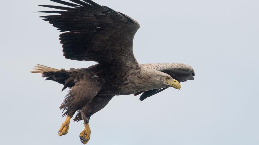 White-tailed eagle