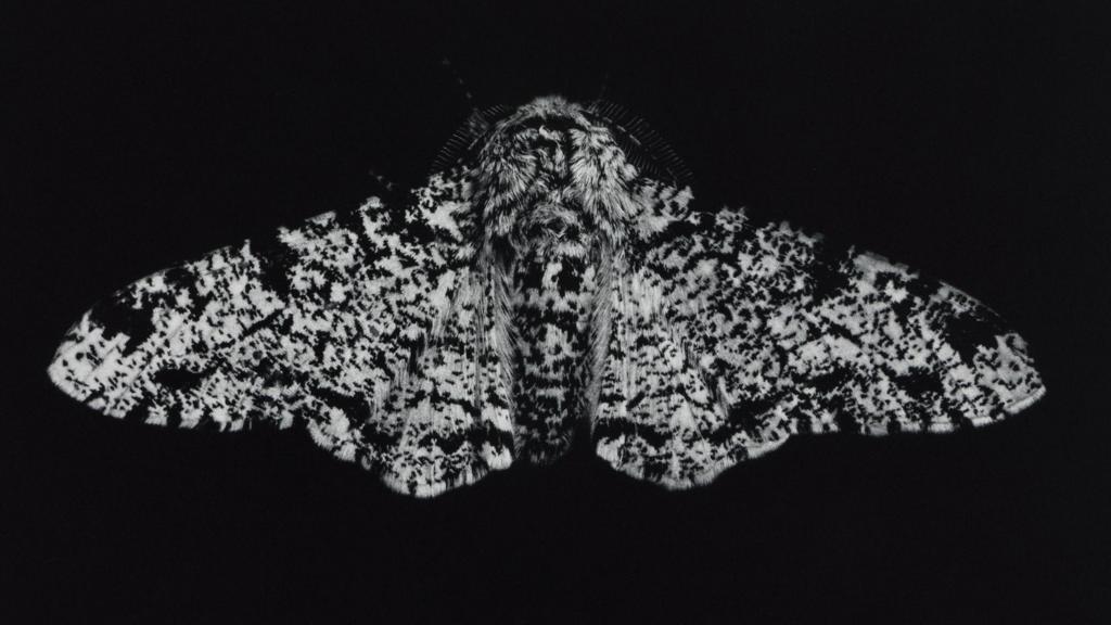 Exhibition on Moths' Adaptation Opens