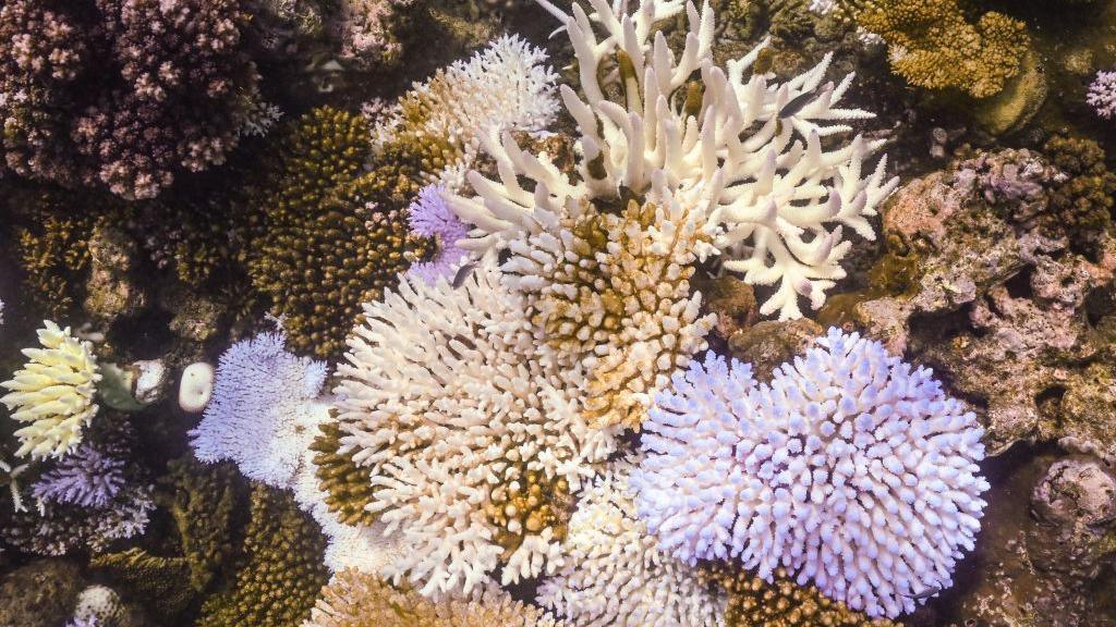 A close up photograph shows bleached and dead coral on the Great Barrier Reef.