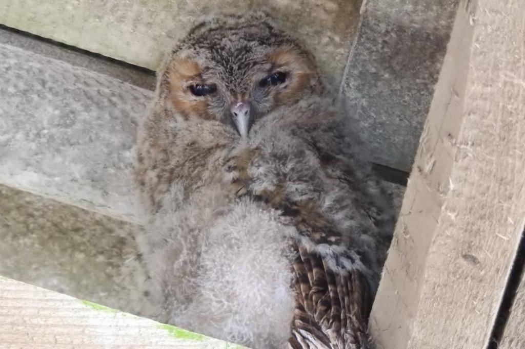 A young owl in a nesting box.