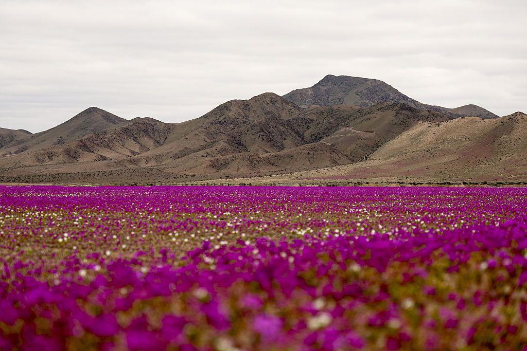 Mix of purple and white flowers with mountains in the distance