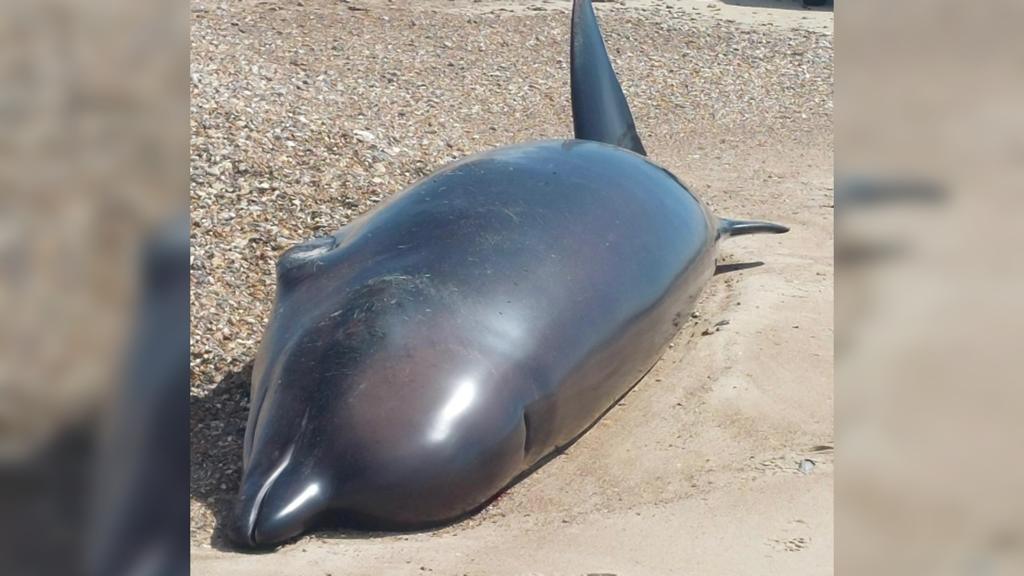 Northern bottlenose whale