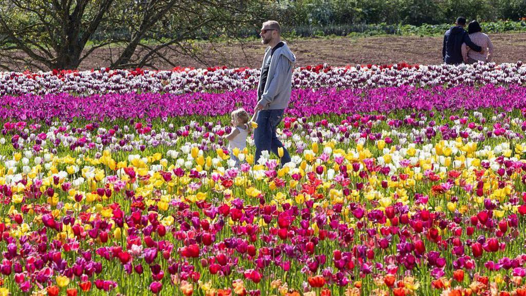 People look at tulips in lots of differnt colours on a Tulip farm in Devon.