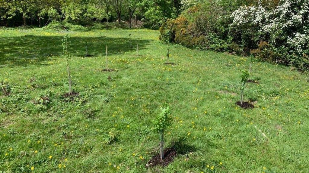 A group of tree saplings planted in the nature reserve.