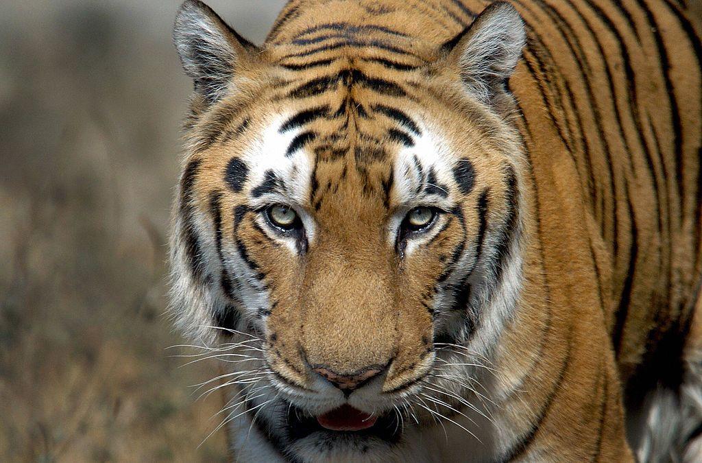  An Indian Bengal Tiger (Panthera tigris) walks in its enclosure at the Zoological park in New Delhi, 28 January 2006. 