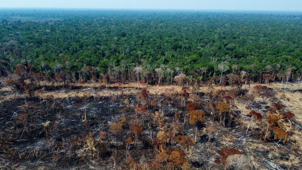 Ardal o goedwig law'r Amazon ger Humaitá, Brasil sydd wedi'i losgi 