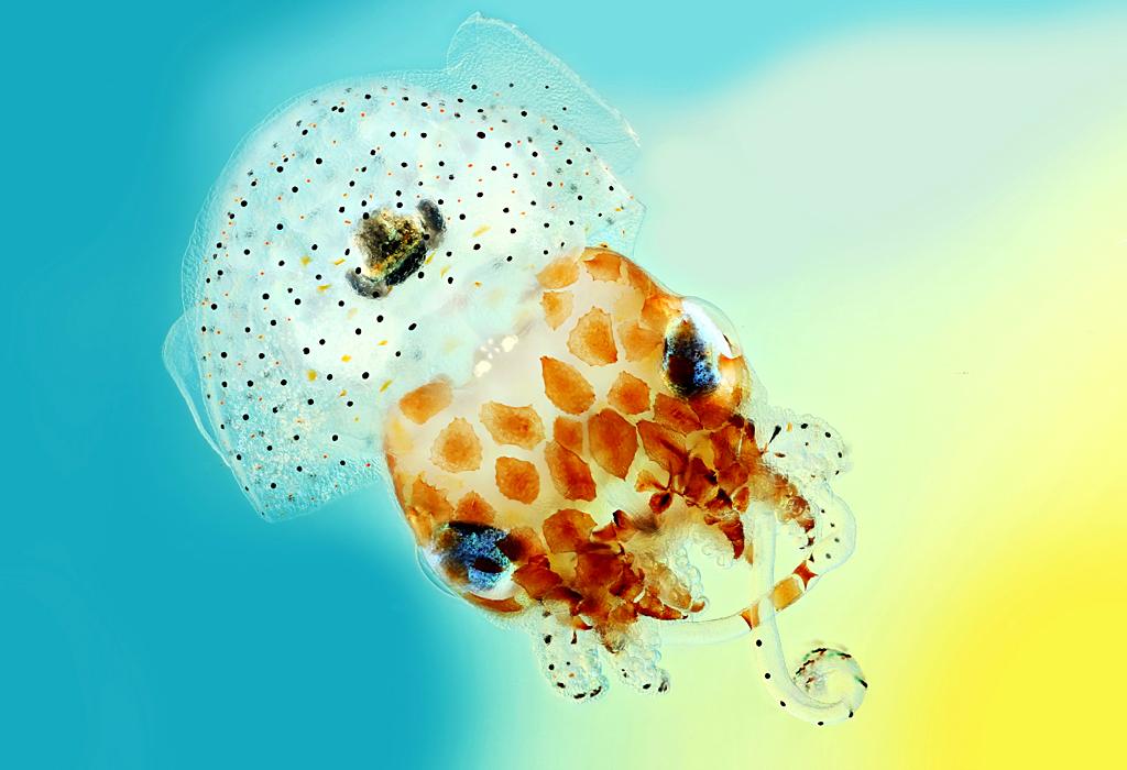 Hawaiian bobtail squid