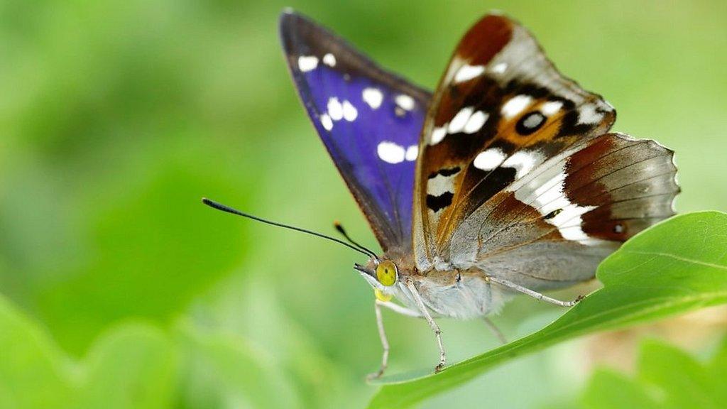 Purple emperor butterfly