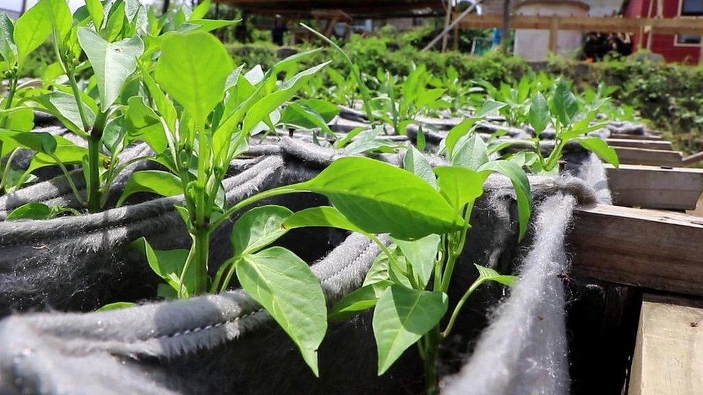 organic vegetables being grown