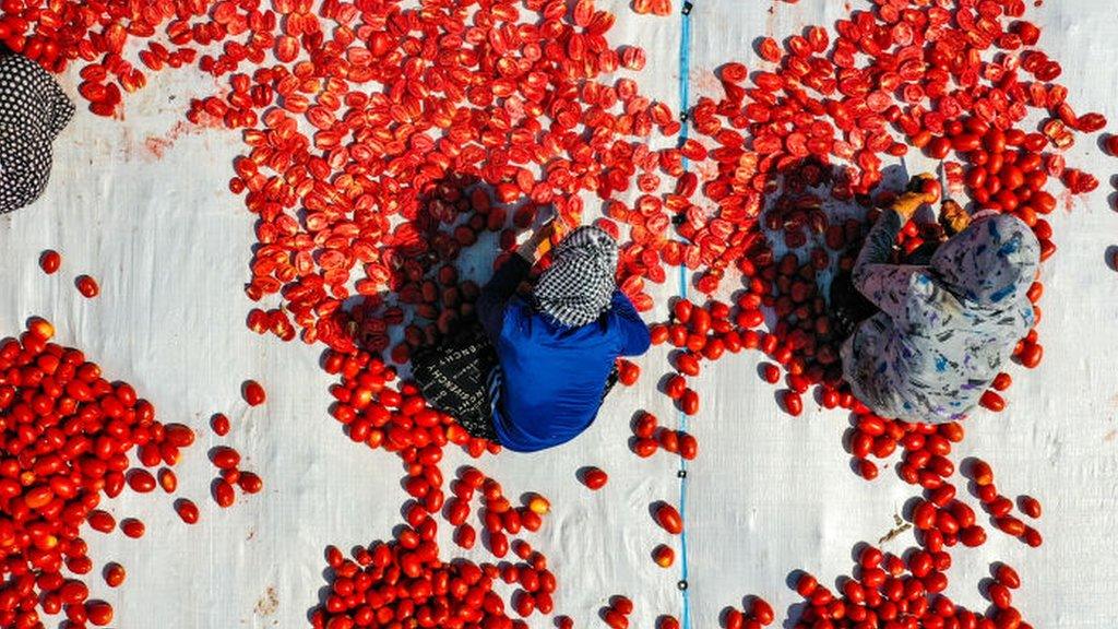 Seasonal workers process tomatoes after a harvest in Karacadag district of Diyarbakir, Turkey on July 27, 2021