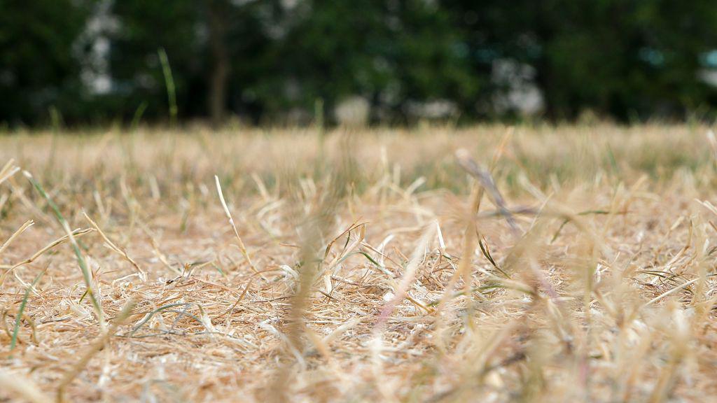 A patch of very dry grass.