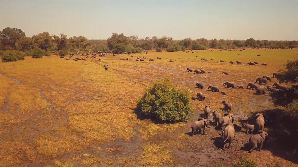 With the rangers' protection, Zakouma's 500-strong herd is growing strong.