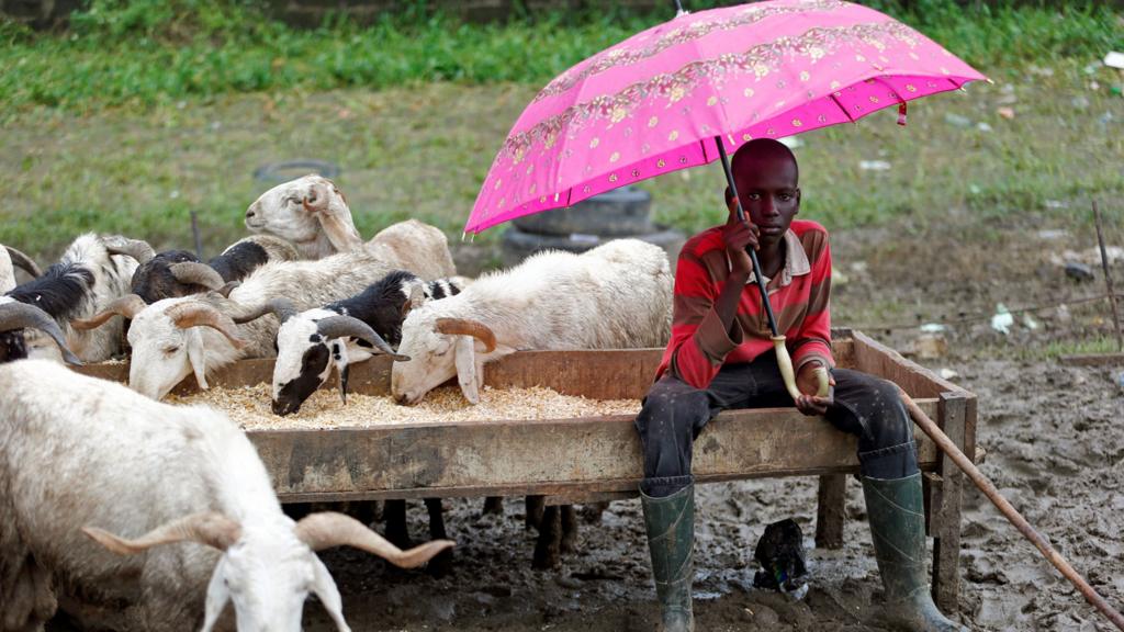 A boy sheltering from the rain selling livestock in Lagos, Nigeria