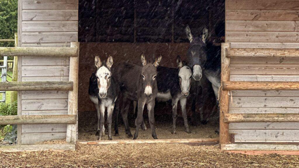 Four donkeys, three small ones and one taller one, are gathered in a wooden field shelter avoiding the rain.