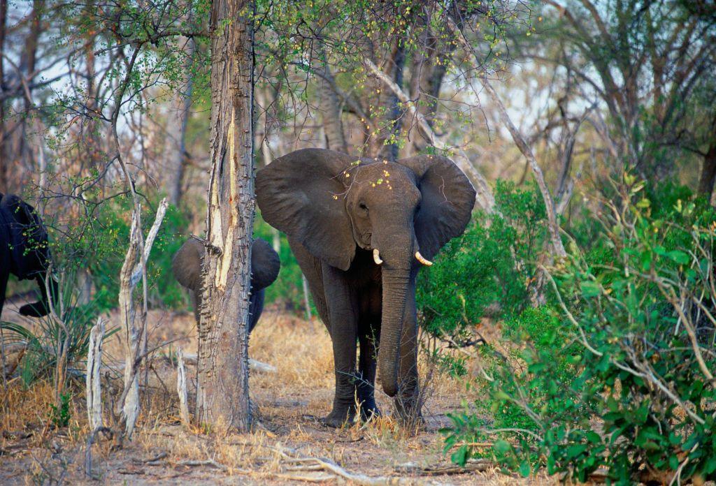 an african elephant with a calf hiding behind a tree