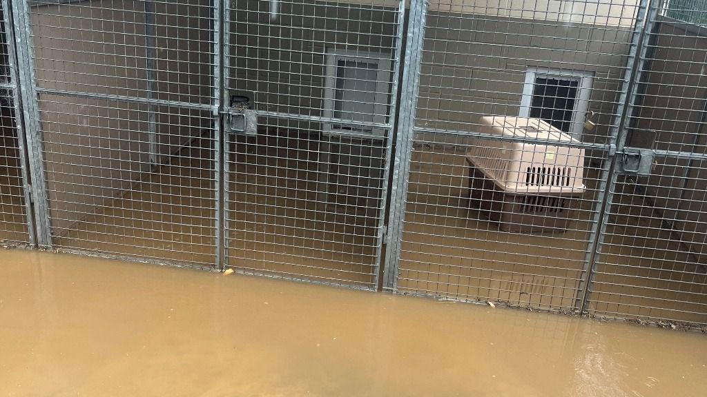 Brown flood water covers a kennel floor. Metal gates are at the front of the kennel while a plastic case used to carry a small pet is inside.
