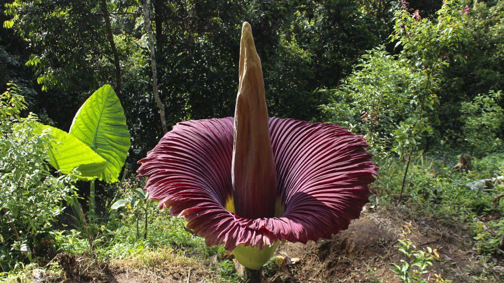 A corpse flower in bloom