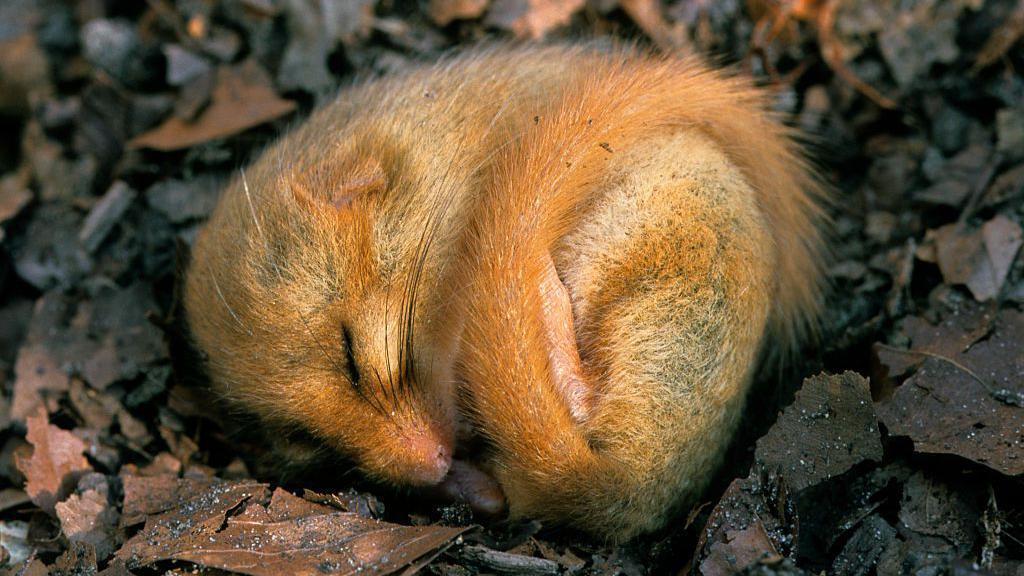 A hazel dormouse asleep.