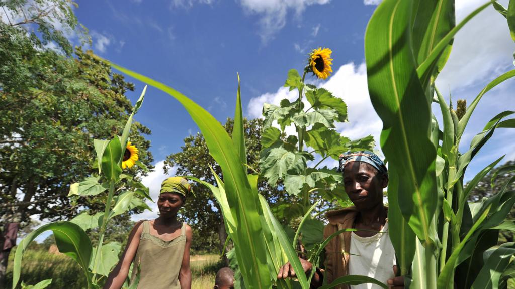 People in a maize field in Zimbabwe