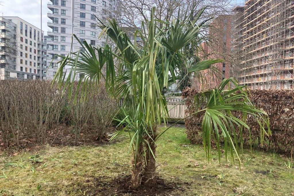 A palm tree newly grown in the background in the distance there is apartment buildings 