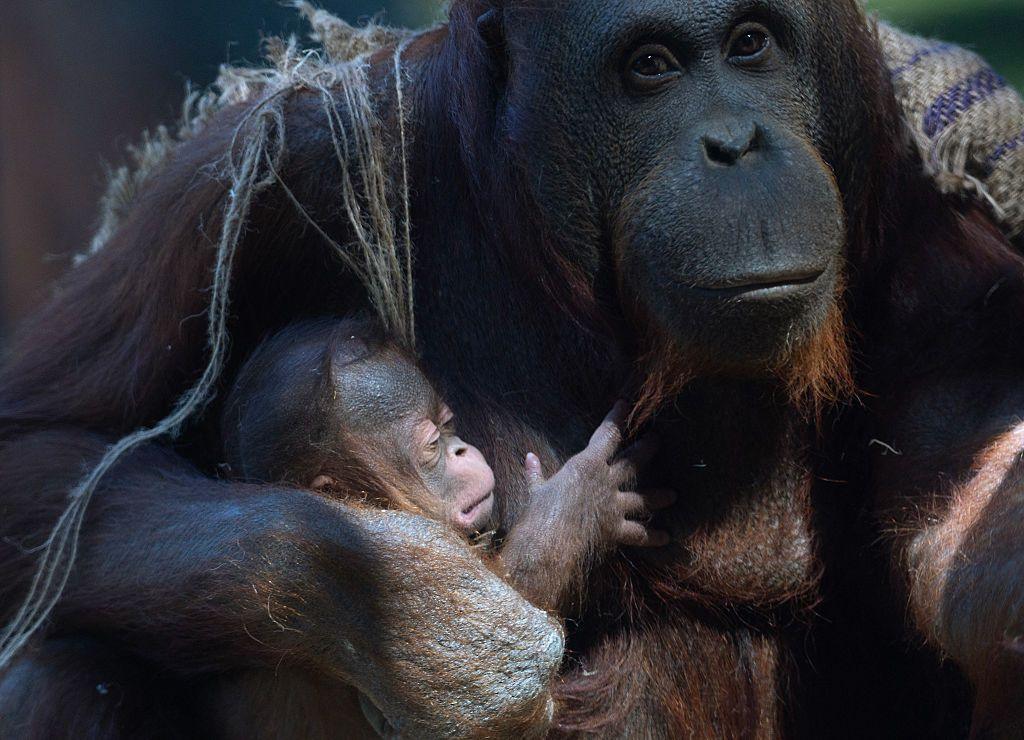 Surya, a female Bornean orangutan (Pongo pygmaeus), cradles her newborn.