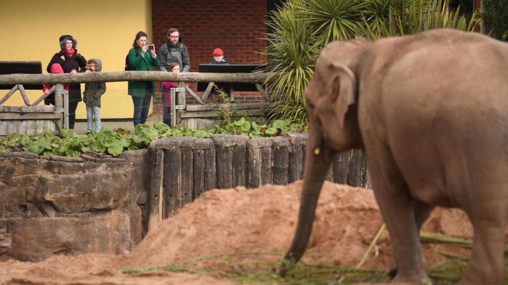 An elephant at Chester Zoo