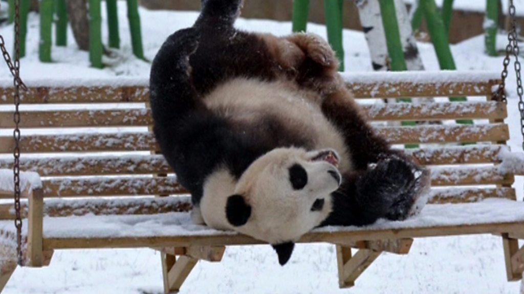 Panda playing in snow