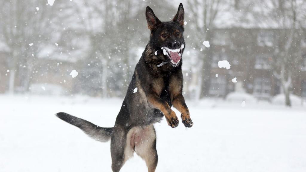 a dog with snow around it's mouth jumping in the air