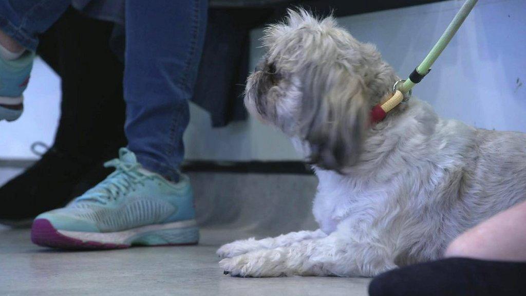 A dog sits in a waiting room