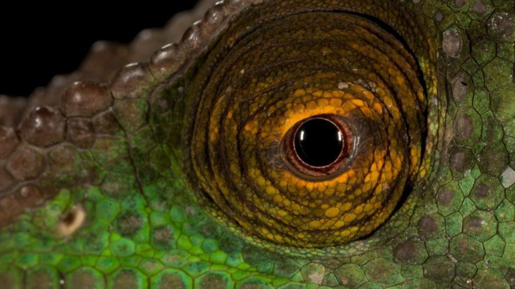 Close up of a green chameleons eye. It has folds of skin surrounding a black pupil in brown and orange colours.