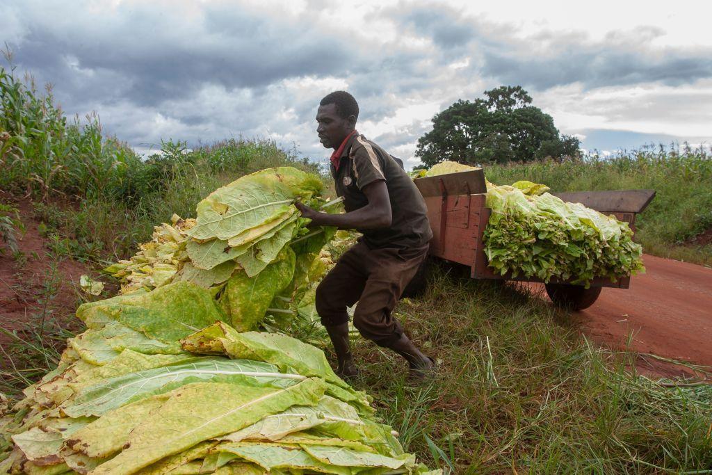 A tobacco farmer loads freshly harvested green tobacco leaves into an ox-driven cart at Nambuma in Dowa District, central Malawi, 8 April 2022