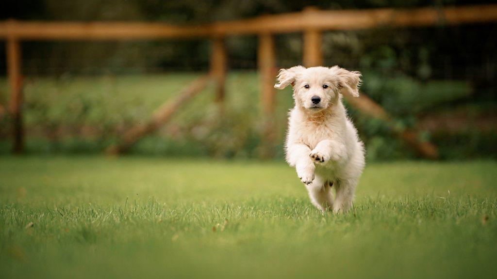 puppy frolics