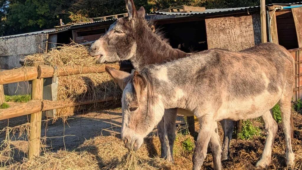 Two donkeys stand closely together, eating hay from a trough hanging on a rustic wooden fence with tin sheds in the background. The donkey at the back is dark brown and fluffy, munching on hay at the top of the fence. The donkey in front is light grey and has its head down to eat hay on the grass. 