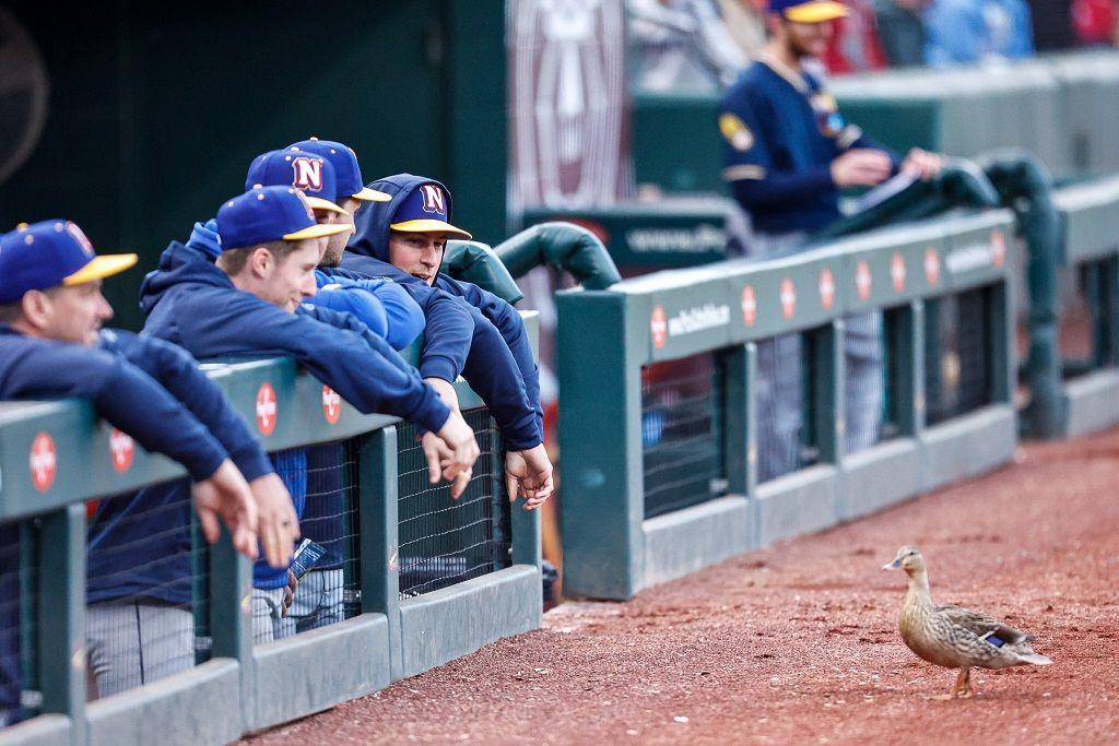 Baseball players looking at a duck. 