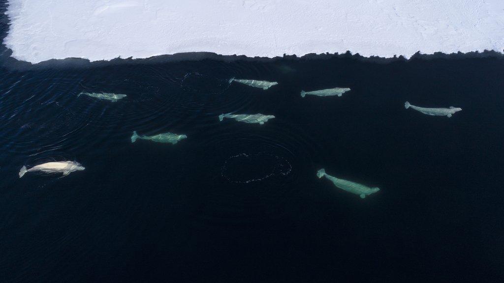 beluga whales in the ocean near ice