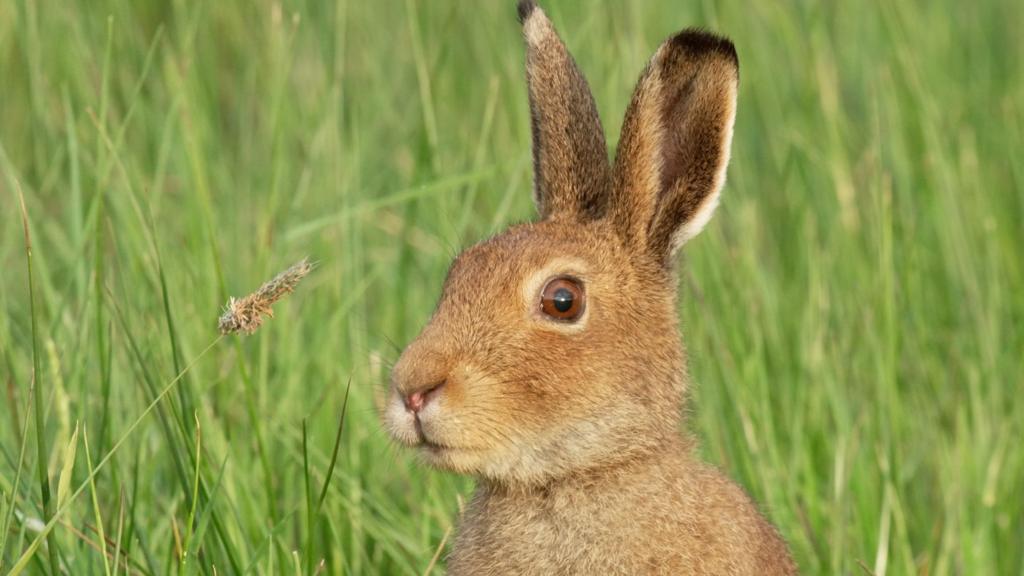 Hare in field