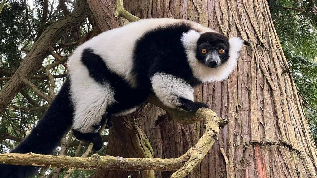 Close up of Eleven the lemur