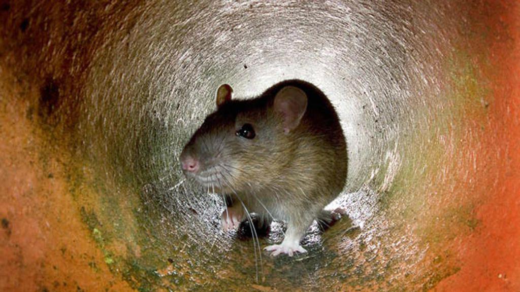 A brown rat in a sewer, looking at the camera.