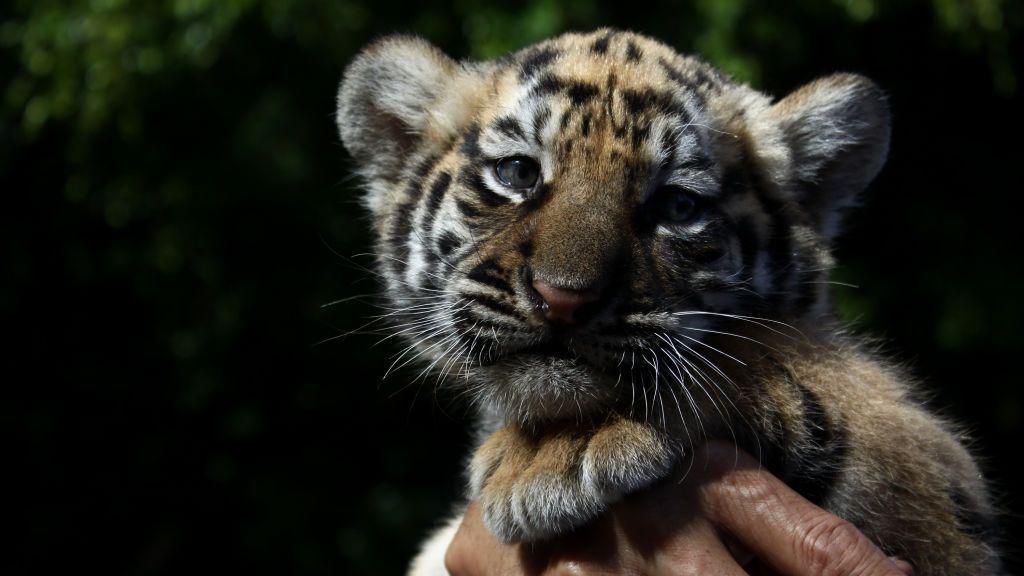 A baby tiger cub born in an Indonesian zoo in 2017