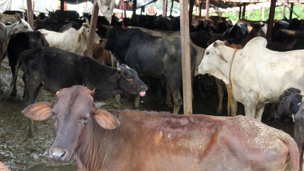 Cows can be seen in a Gaushala (Cow Centre) here in the Old Quarters of Delhi, India, on 30 July 2018. 