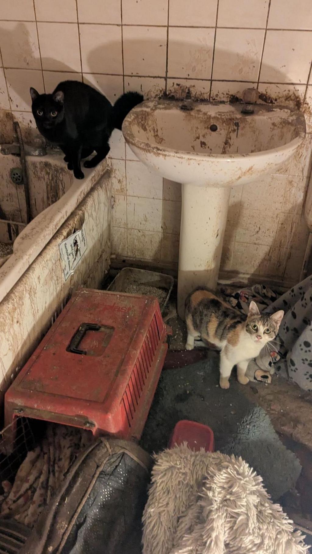 Two small cats, a tabby with a white chest and a black cat look up at the camera there are standing in a filthy bathroom a sink and tub and floor covered in dirt and litter