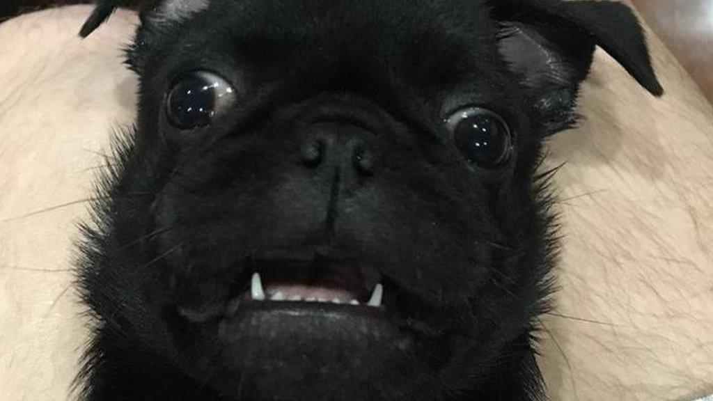 Igor