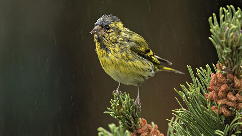 Siskin