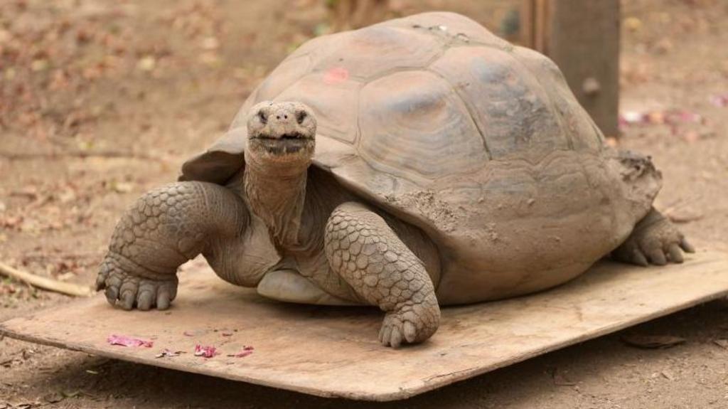 A giant tortoise on a wooden scale